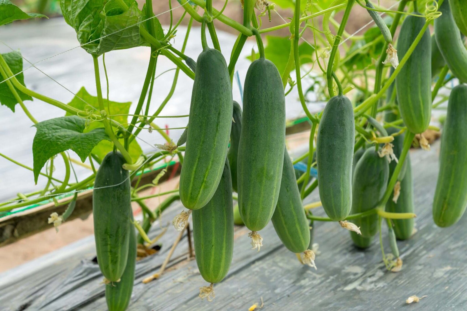 Cucumber/Kheera Vegetable Plant Seeds For Home Garden & Terrace